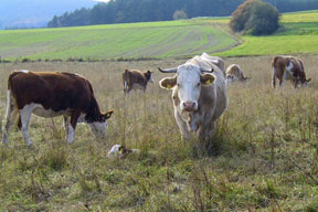 start_2011-kuh_288.jpg start_2011-kuh_288.jpg