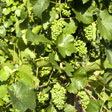 start_2011-1_rebstock_112.jpg