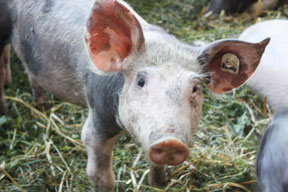 aktuelles-aktuelles_2012-ferkel_288.jpg aktuelles-aktuelles_2012-ferkel_288.jpg