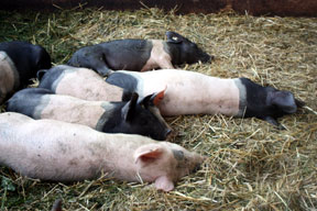 aktuelles-aktuelles_2012-schweine_288.jpg