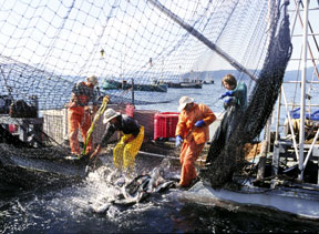aktionen-fischerboot_288.jpg aktionen-fischerboot_288.jpg