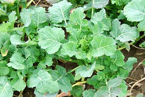 aktuelles-aktuelles_2013-bremer-scheerkohl_288.jpg aktuelles-aktuelles_2013-bremer-scheerkohl_288.jpg