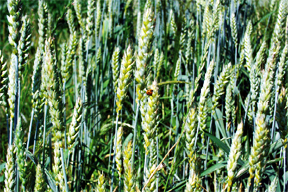 aktuelles-aktuelles_2013-dickkopflandweizen_3_288.jpg aktuelles-aktuelles_2013-dickkopflandweizen_3_288.jpg