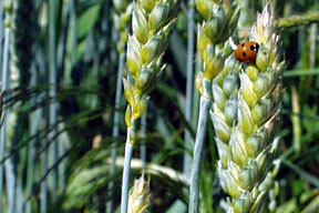 aktuelles-aktuelles_2013-dickkopfweizen_288.jpg aktuelles-aktuelles_2013-dickkopfweizen_288.jpg