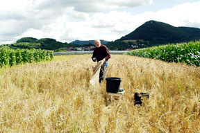 aktuelles-aktuelles_2013-dickkopfweizen_feld_288.jpg aktuelles-aktuelles_2013-dickkopfweizen_feld_288.jpg