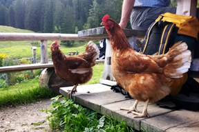 aktuelles-aktuelles_2013-huhn_alm_288.jpg