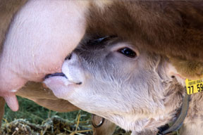arche-limpurger_288.jpg arche-limpurger_288.jpg