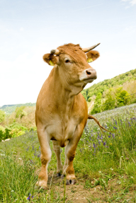 presidi-limpurger_288_2_haase.jpg presidi-limpurger_288_2_haase.jpg