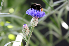 aktuelles-aktuelles_2013-steinhummel_288.jpg aktuelles-aktuelles_2013-steinhummel_288.jpg