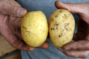 aktionen-hatzlhof_perfekte_kartoffel.jpg aktionen-hatzlhof_perfekte_kartoffel.jpg