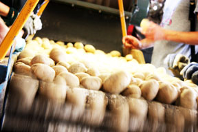aktuelles-aktuelles_2013-kartoffeln_sortieren_288.jpg aktuelles-aktuelles_2013-kartoffeln_sortieren_288.jpg