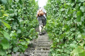 aktuelles-aktuelles_2013-treppe_rebstockpatenschaft.jpg