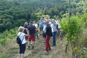 aktuelles-aktuelles_2013-wanderung_rebstockpatenschaft.jpg