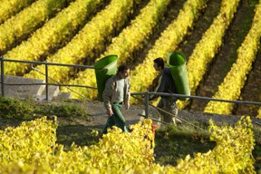 aktuelles-aktuelles_2013-weinlese-im-rheingau_288.jpg