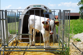 aktuelles-aktuelles_2013-calf_house_288.jpg aktuelles-aktuelles_2013-calf_house_288.jpg
