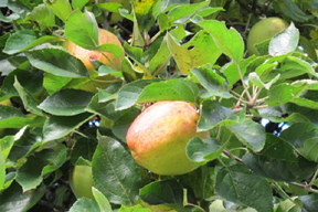 aktuelles-aktuelles_2014-finkenwerder-herbstprinz_288.jpg aktuelles-aktuelles_2014-finkenwerder-herbstprinz_288.jpg
