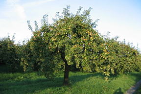 aktuelles-aktuelles_2014-finkenwerder-prinzenbaum_288.jpg aktuelles-aktuelles_2014-finkenwerder-prinzenbaum_288.jpg