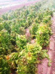 aktuelles-aktuelles_2014-struenkchen_erntereif_192.jpg aktuelles-aktuelles_2014-struenkchen_erntereif_192.jpg