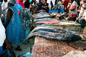 aktuelles-aktuelles_2014-fischmarkt_dakar_wiedemann1.jpg aktuelles-aktuelles_2014-fischmarkt_dakar_wiedemann1.jpg