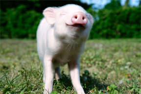 aktuelles-aktuelles_2014-eu_komm_ferkel_288.jpg aktuelles-aktuelles_2014-eu_komm_ferkel_288.jpg