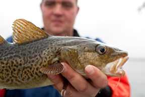 aktuelles-aktuelles_2014-fisherman-holding-cod-germa.jpg