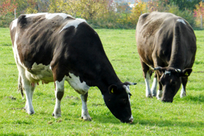 aktuelles-aktuelles_2014-schwarzbunte_anita_idel_288.jpg aktuelles-aktuelles_2014-schwarzbunte_anita_idel_288.jpg