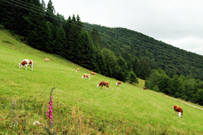 aktuelles-aktuelles_2014-milchpreis_288.jpg aktuelles-aktuelles_2014-milchpreis_288.jpg