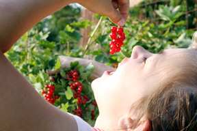aktuelles-aktuelles_2014-johannisbeere_ernte_288.jpg aktuelles-aktuelles_2014-johannisbeere_ernte_288.jpg