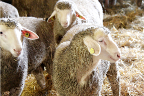 aktuelles-aktuelles_2014-slow_schaf_288.jpg aktuelles-aktuelles_2014-slow_schaf_288.jpg