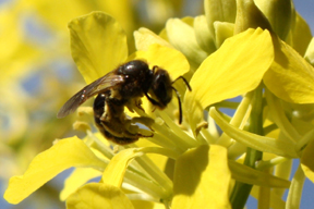 aktuelles-aktuelles_2014-ackersenf_biene_288.jpg aktuelles-aktuelles_2014-ackersenf_biene_288.jpg