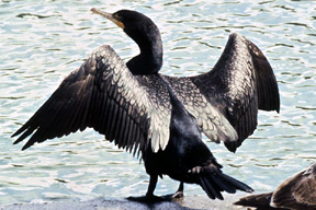 aktuelles-aktuelles_2014-kormoran_c_weltfischereiver.jpg aktuelles-aktuelles_2014-kormoran_c_weltfischereiver.jpg