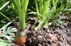 Weiterbildung Kinderkommission 2014 - Aus dem Garten auf den Teller