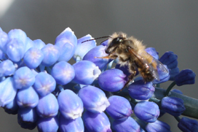 aktuelles-aktuelles_2015-aldi_insektengift_1_288.jpg