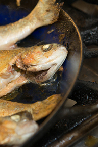 aktuelles-aktuelles_2015-bodensee-_fische_192.jpg