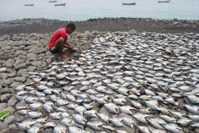 aktuelles-aktuelles_2015-fische_trocknen_kapverden_b_dorner_288.jpg