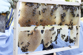 aktuelles-aktuelles_2015-bienen_mansmann_kh_288.jpg