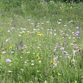 aktuelles-aktuelles_2016-blumenwiese_288x288.jpg