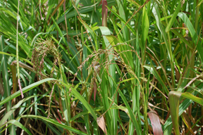 aktuelles-aktuelles_2016-teocinte_oax_5_agosto_2008_063_288.jpg
