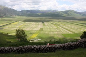 aktuelles-aktuelles_2016-linsen_castelluccio_1_288.jpg