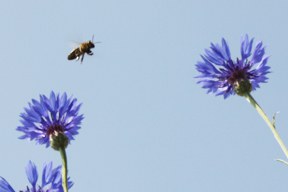 aktuelles-aktuelles_2016-glyphosat_getreide_kornblumen_2_28.jpg