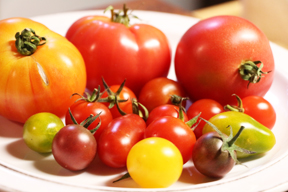 aktuelles-aktuelles_2016-bio_tomaten_vielfalt_288.jpg