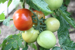 aktuelles-aktuelles_2016-tomaten1_288.jpg