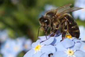 aktuelles-aktuelles_2016-bienen_petition_288.jpg