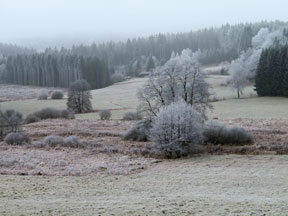 aktuelles-aktuelles_2016-raureif-im-oberpfaclzer-wald_2_288.jpg