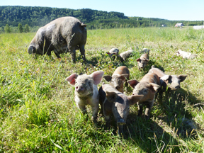 aktuelles-aktuelles_2016-biofreilandschweine_288.jpg