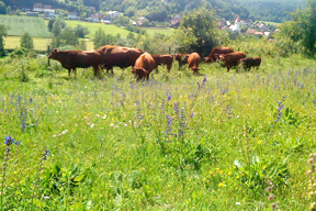 aktuelles-aktuelles_2017-rhv_herde_landschaft_rotviehhof-am-jurasteig-familie-graml_288.png