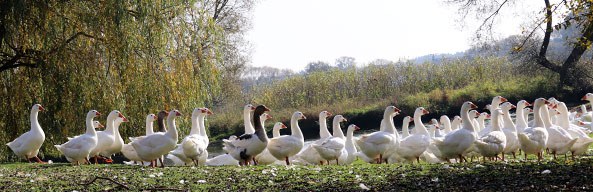 aktuelles-aktuelles_2017-1_genussfuehrer_special_weihnachten_2017_gans_593x192.jpg