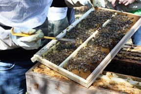 Weltbienenkongress: Völker hört die Signale!