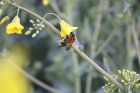 aktuelles-aktuelles_2017-raps_ackerhummel_288.jpg