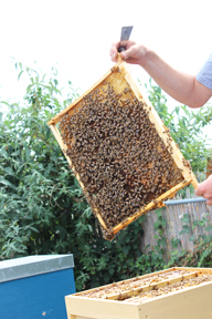 aktuelles-aktuelles_2018-180527_bienen-aktionstag_stuttgart_012.jpg